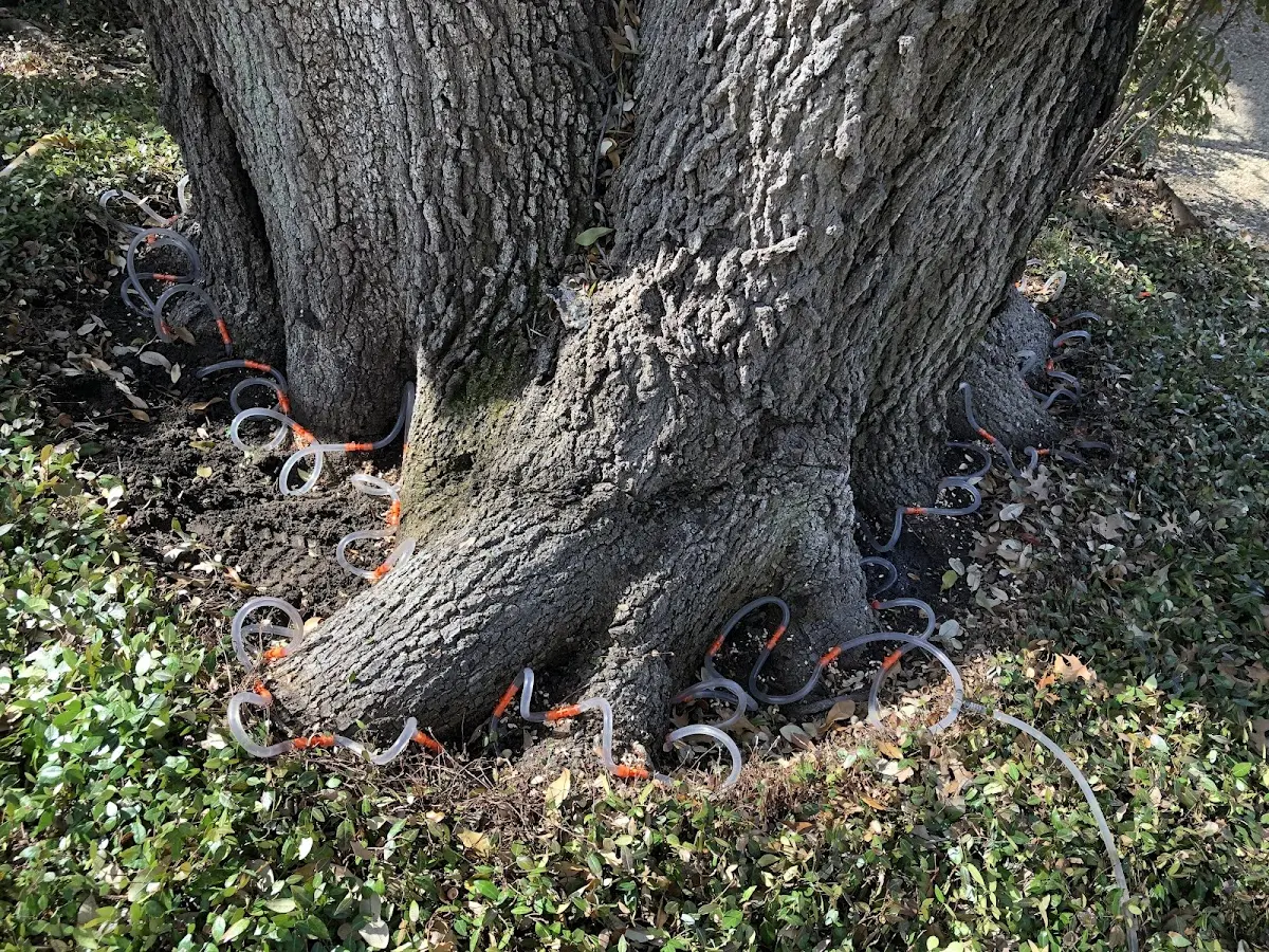 Detailed Tree Cabling and Bracing job site in International Falls