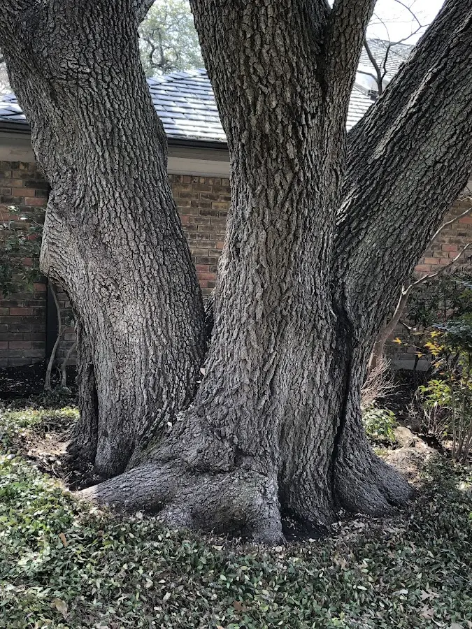Mature heritage tree close to a International Falls property cared for by certified arborists
