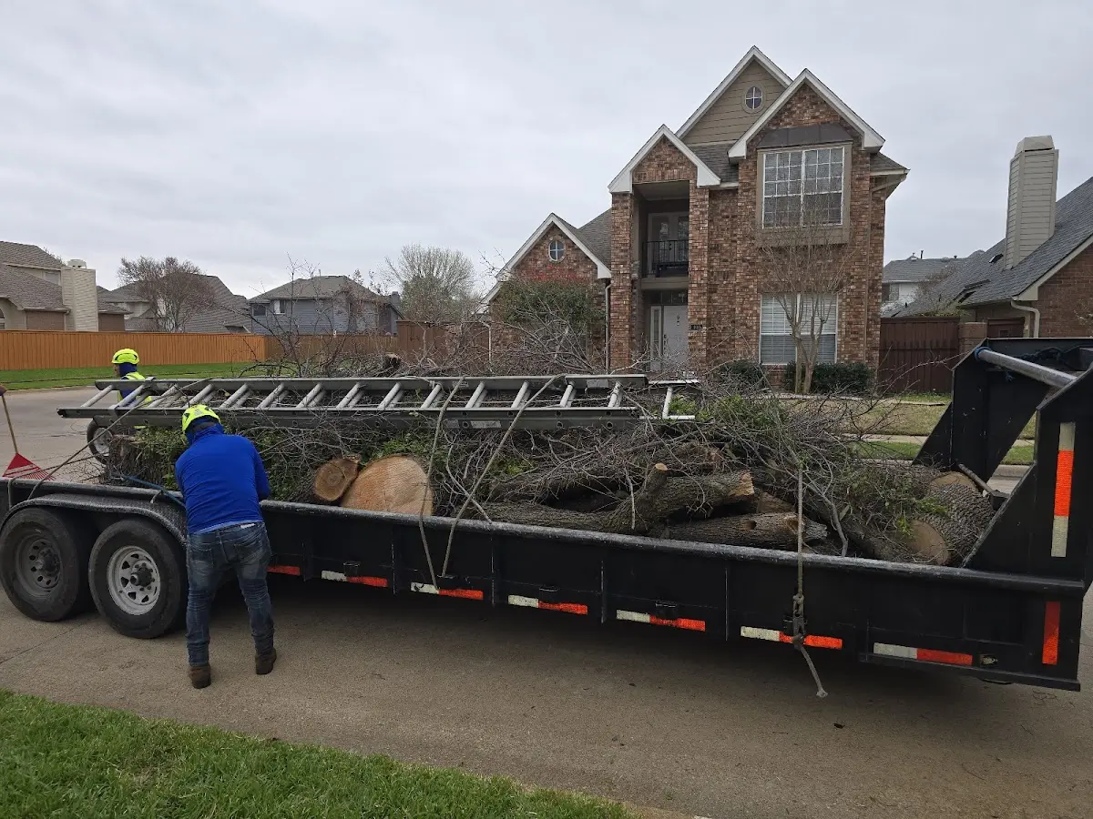 Expert Tree Removal with proper safety equipment in International Falls